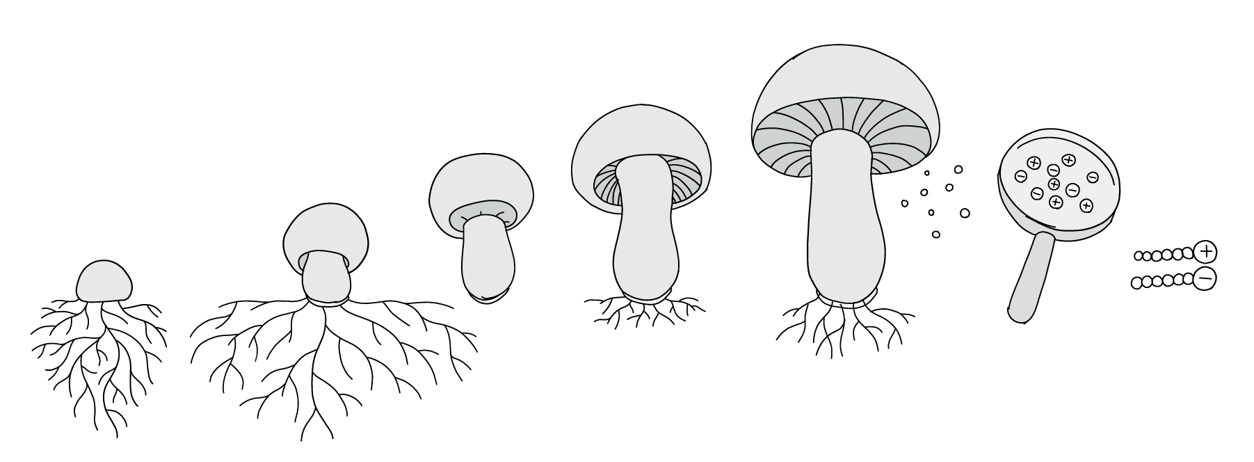 Lifecycle of mushrooms